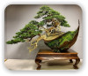 Древнейшая Дзен Культура ЭКО-СОЗНАНИЯ BONSAI (Ancient Mysterious BONSAI CULTURE of CosmõLogical TREES) (BONSAI ECO-STYLE in Ancient ZEN Feng-SHUI Traditions) BONSAI ECO-STYLE in …