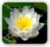 Study Theosophy ONLINE ( Курсы ТеоСофии Объеденненой Лоджи Теософов) London, UK, (English)